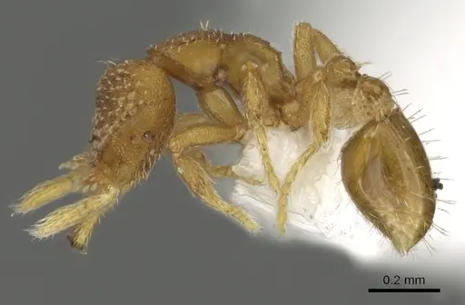 Strumigenys lutron - CASENT0900683