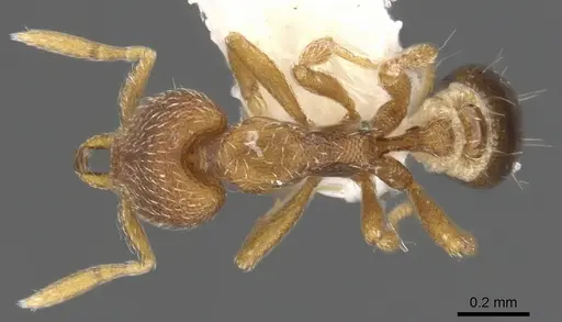 Strumigenys lycosa specimen