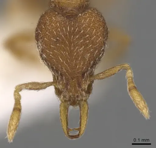 Strumigenys lycosa specimen