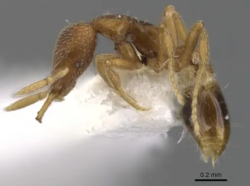 Strumigenys lycosa specimen