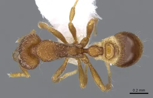 Strumigenys lycosa - CASENT0914844