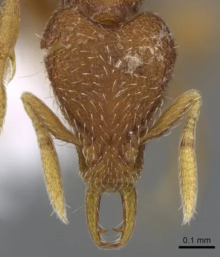 Strumigenys lycosa - CASENT0914844