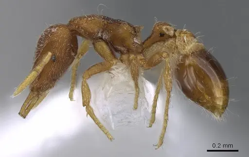 Strumigenys lycosa - CASENT0914844