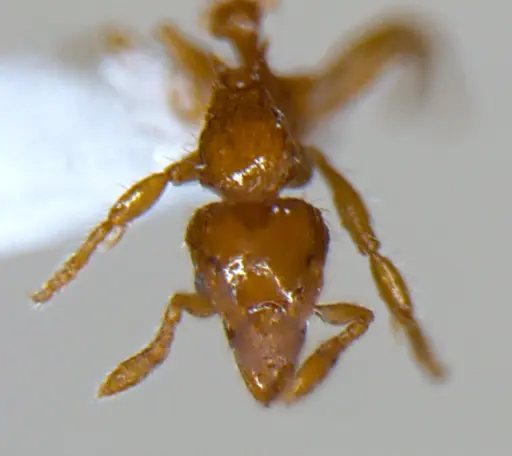 Strumigenys lygatrix specimen