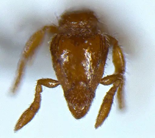 Strumigenys lygatrix specimen