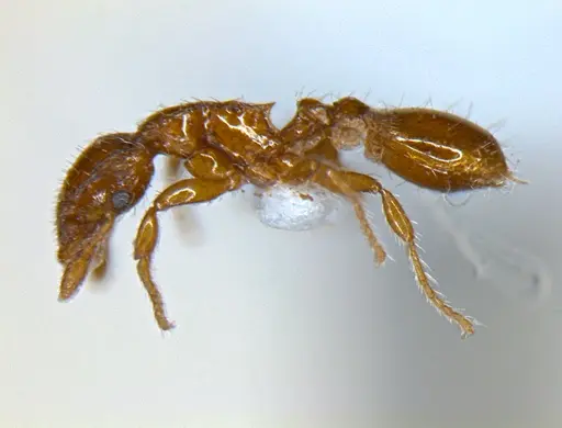 Strumigenys lygatrix specimen