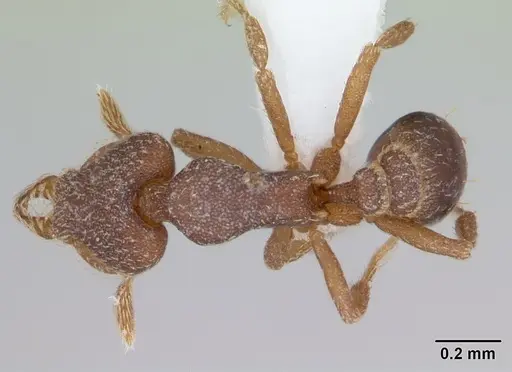 Strumigenys lyroessa specimen