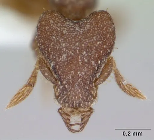 Strumigenys lyroessa specimen