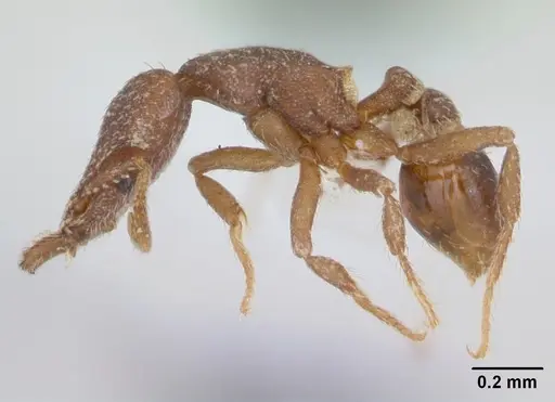 Strumigenys lyroessa specimen