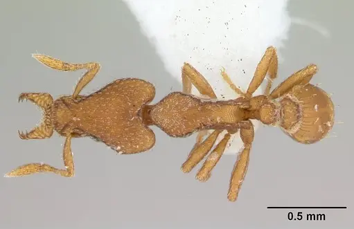 Strumigenys lyroessa - CASENT0178472