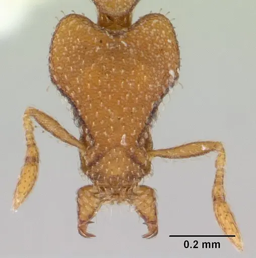 Strumigenys lyroessa - CASENT0178472