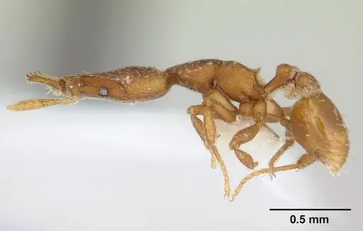 Strumigenys lyroessa - CASENT0178472