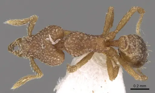 Strumigenys lyroessa - CASENT0280737