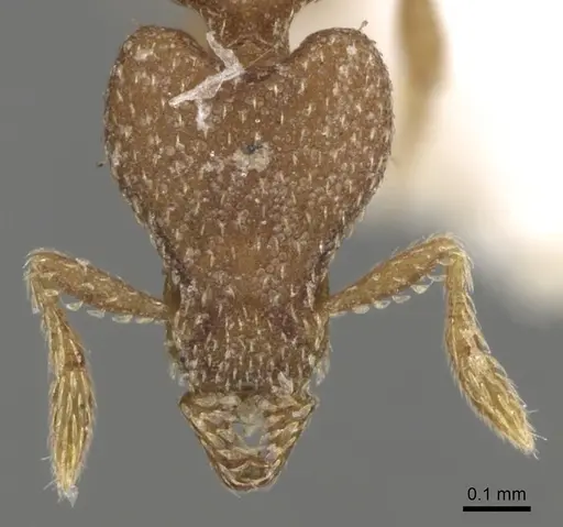 Strumigenys lyroessa - CASENT0280737