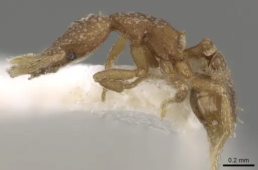 Strumigenys lyroessa - CASENT0280737