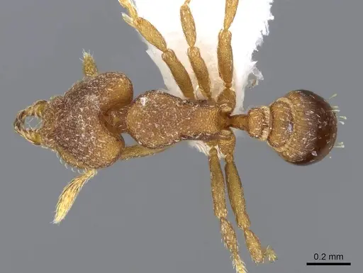 Strumigenys lyroessa - CASENT0914845