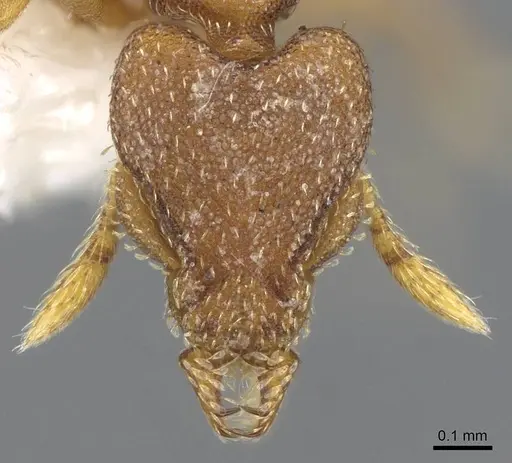 Strumigenys lyroessa - CASENT0914845