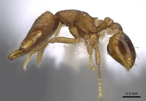 Strumigenys lyroessa - CASENT0914845