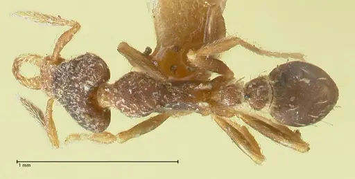 Strumigenys lyroessa - FOCOL2155