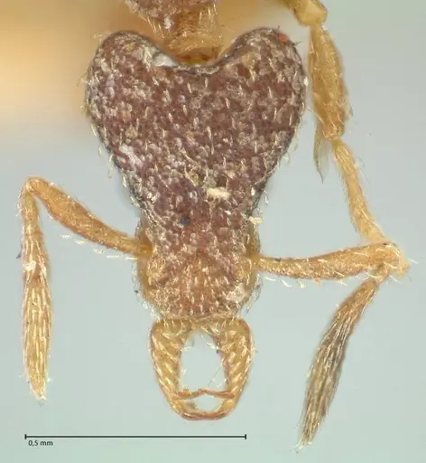 Strumigenys lyroessa - FOCOL2155