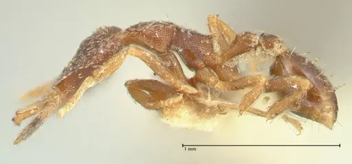 Strumigenys lyroessa - FOCOL2155