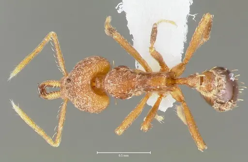 Strumigenys lysis specimen