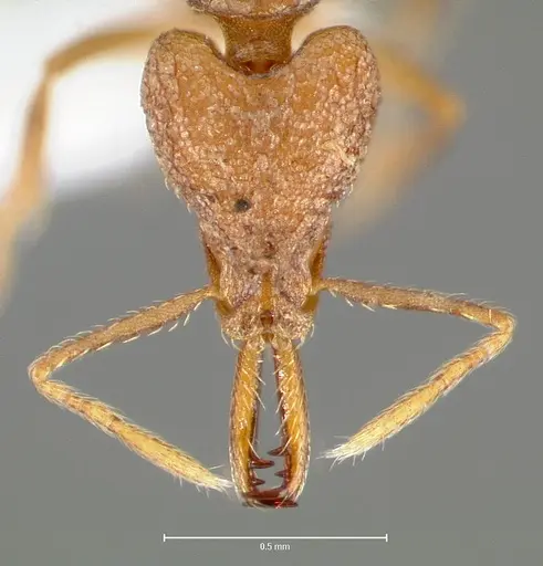 Strumigenys lysis specimen