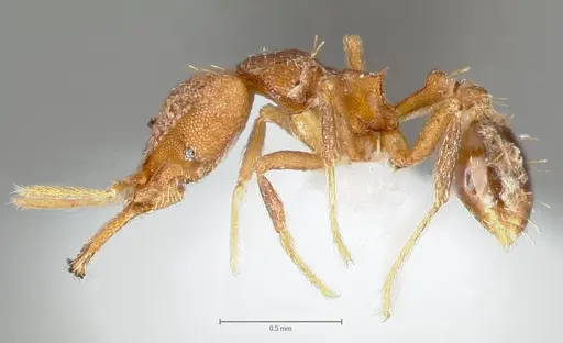 Strumigenys lysis specimen