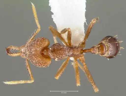 Strumigenys lysis - CASENT0005597