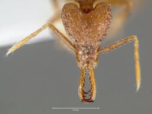 Strumigenys lysis - CASENT0005597