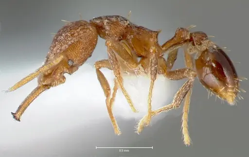 Strumigenys lysis - CASENT0005597