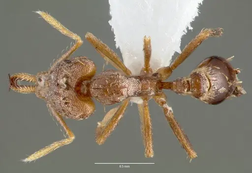 Strumigenys lysis - CASENT0005598