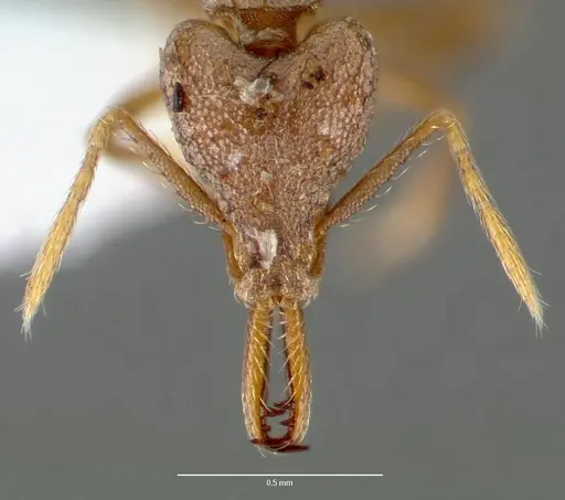 Strumigenys lysis - CASENT0005598