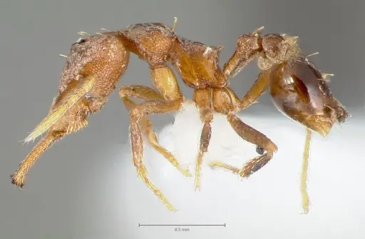 Strumigenys lysis - CASENT0005598