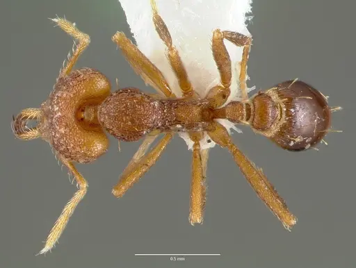 Strumigenys lysis - CASENT0005599