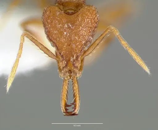 Strumigenys lysis - CASENT0005599