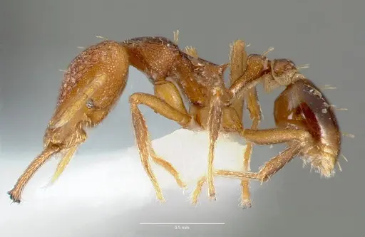 Strumigenys lysis - CASENT0005599