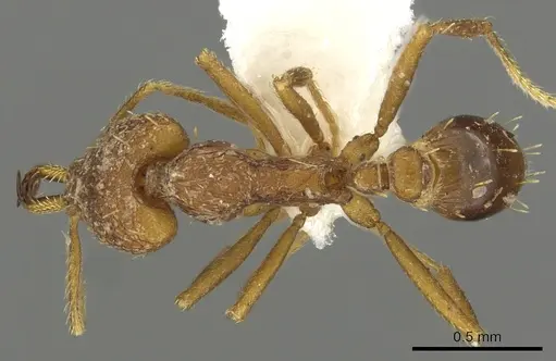 Strumigenys lysis - CASENT0900708