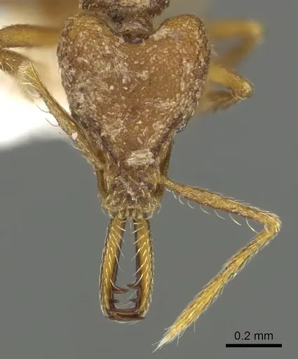 Strumigenys lysis - CASENT0900708