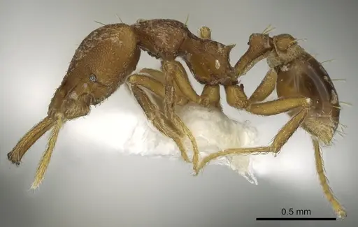 Strumigenys lysis - CASENT0900708