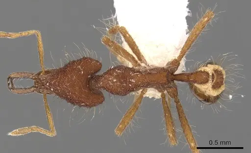 Strumigenys macerina specimen