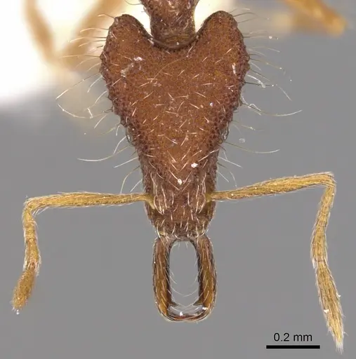 Strumigenys macerina specimen
