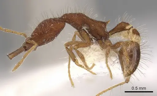 Strumigenys macerina specimen