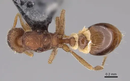 Strumigenys macgowni specimen