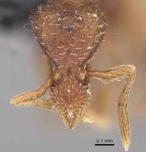 Strumigenys macgowni specimen