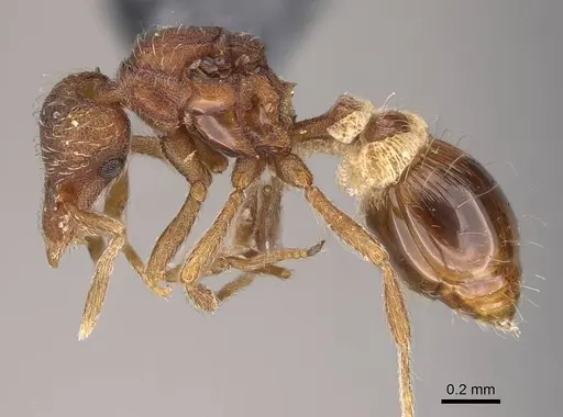 Strumigenys macgowni specimen