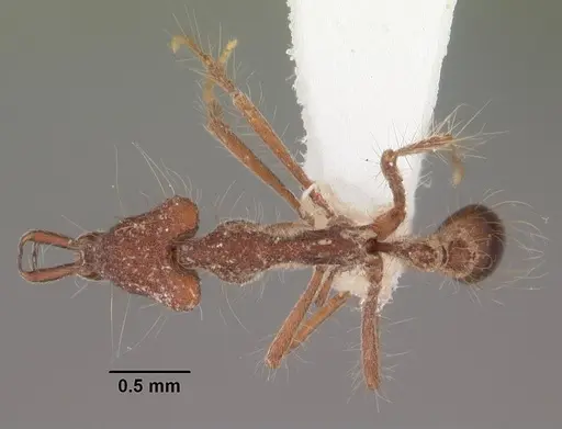 Strumigenys magnifica specimen