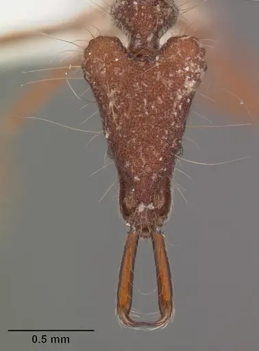 Strumigenys magnifica specimen