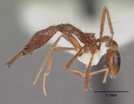 Strumigenys magnifica specimen