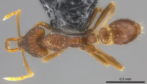 Strumigenys mailei specimen